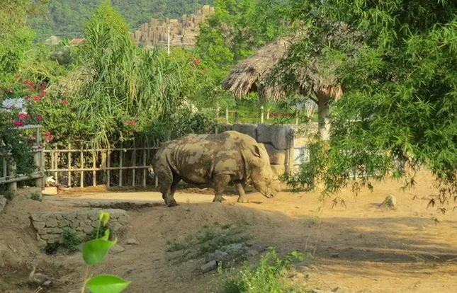 Đàn tê giác 2 sừng chết bất thường trong khu du lịch sinh thái ở Nghệ An ảnh 1