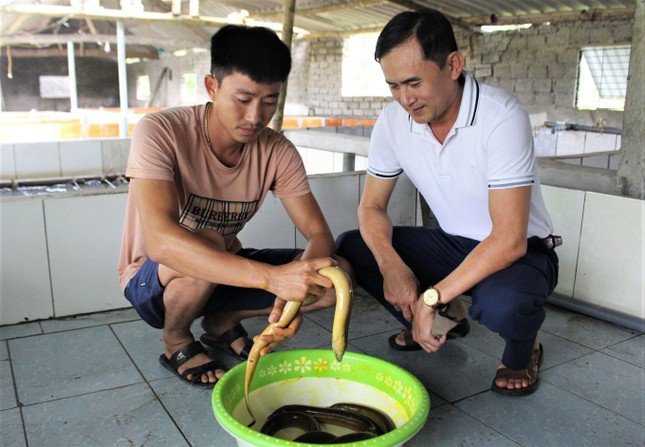 Chàng trai 9x thu trăm triệu mỗi năm nhờ nuôi lươn không bùn, cho lươn nghe nhạc ảnh 2