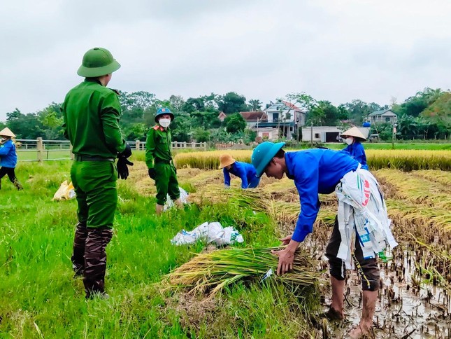 'Áo xanh' xuống đồng giúp người dân thu hoạch lúa đổ rạp sau mưa lũ ảnh 17