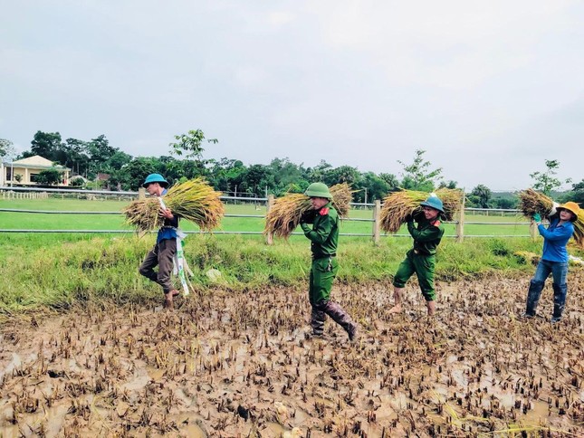 'Áo xanh' xuống đồng giúp người dân thu hoạch lúa đổ rạp sau mưa lũ ảnh 12