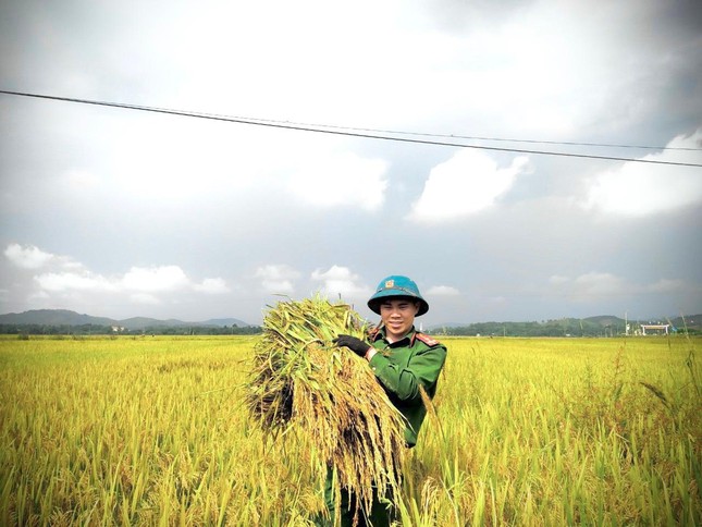 'Áo xanh' xuống đồng giúp người dân thu hoạch lúa đổ rạp sau mưa lũ ảnh 18