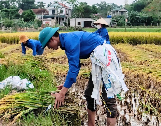 'Áo xanh' xuống đồng giúp người dân thu hoạch lúa đổ rạp sau mưa lũ ảnh 15