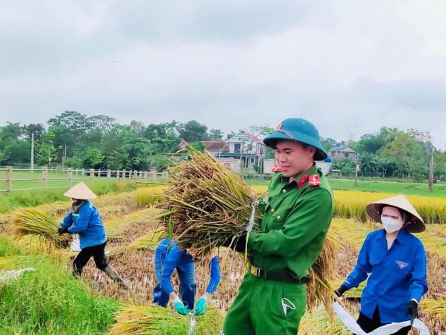 'Áo xanh' xuống đồng giúp người dân thu hoạch lúa đổ rạp sau mưa lũ ảnh 11