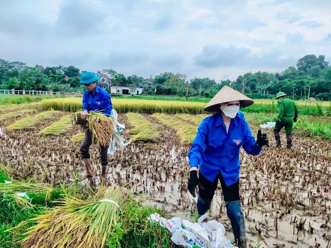 'Áo xanh' xuống đồng giúp người dân thu hoạch lúa đổ rạp sau mưa lũ ảnh 16