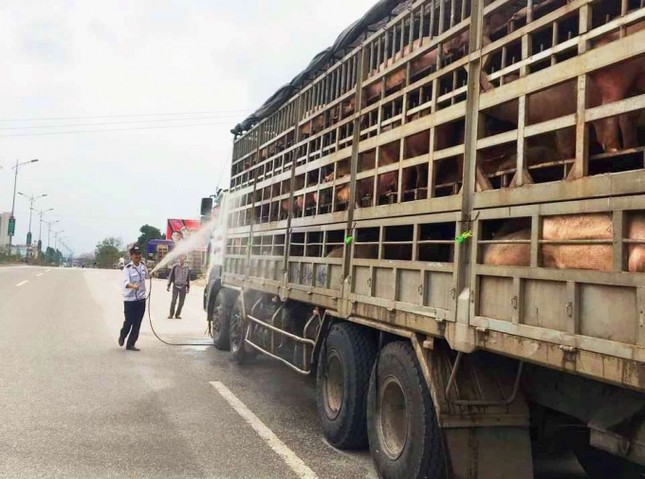 Nghệ An xuất hiện ổ dịch tả lợn Châu Phi ảnh 1