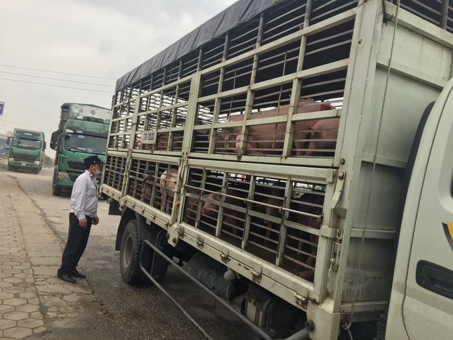 Nghệ An xuất hiện thêm ổ dịch tả lợn Châu Phi ảnh 1