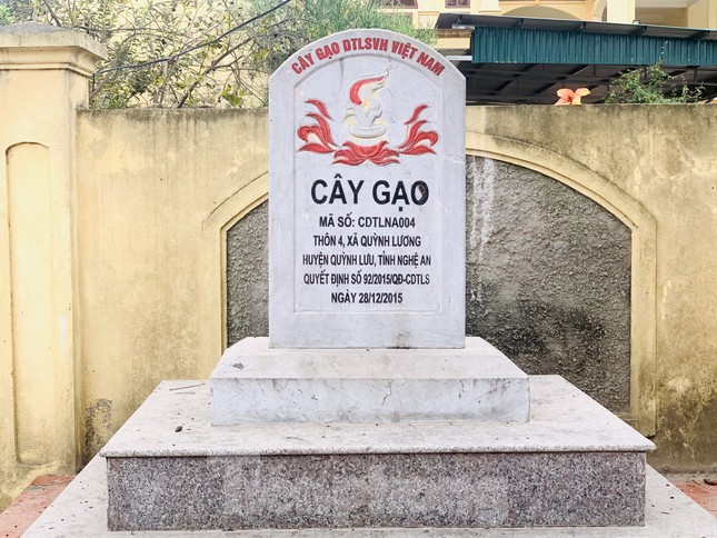 Ngắm cây gạo 150 tuổi được công nhận là cây Di sản Việt Nam ở Nghệ An ảnh 9