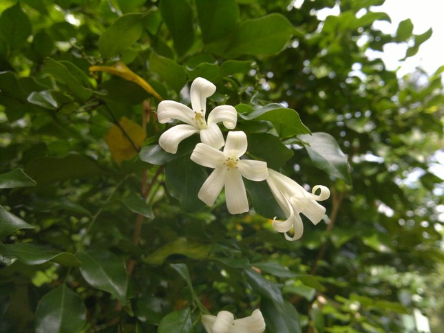 Các loài hoa chữa bệnh ảnh 2
