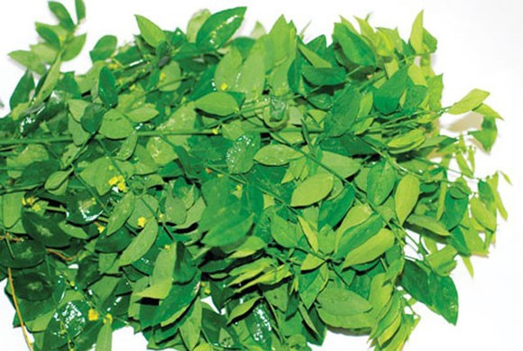 Rau ngót bổ dưỡng, chữa bệnh ảnh 1