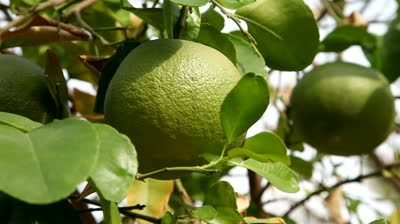 7 lợi ích của tinh dầu bưởi ảnh 1