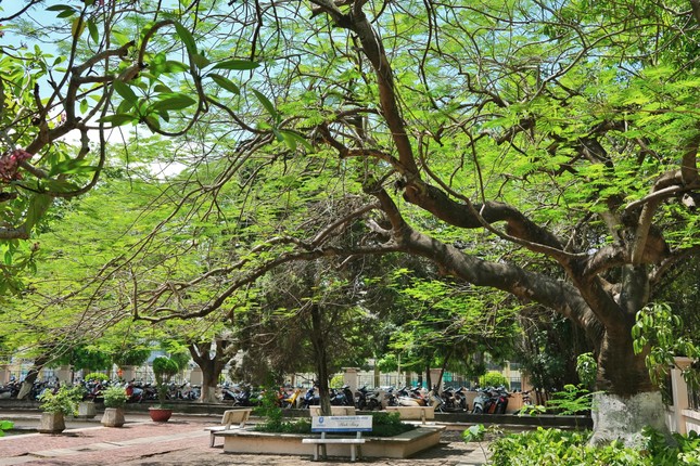 Giảng đường đại học đẹp miên man ảnh 4