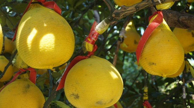 Bưởi diễn vượt hàng nghìn cây số vào Nam, người Sài Gòn ký tên lên chậu đặt trước ảnh 3