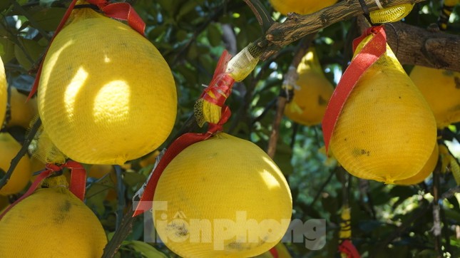 Bưởi diễn vượt hàng nghìn cây số vào Nam, người Sài Gòn ký tên lên chậu đặt trước ảnh 1