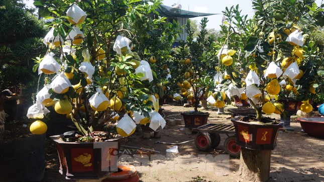 Bưởi diễn vượt hàng nghìn cây số vào Nam, người Sài Gòn ký tên lên chậu đặt trước ảnh 5
