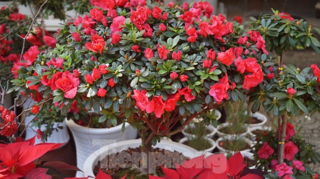 Bưởi diễn vượt hàng nghìn cây số vào Nam, người Sài Gòn ký tên lên chậu đặt trước ảnh 9