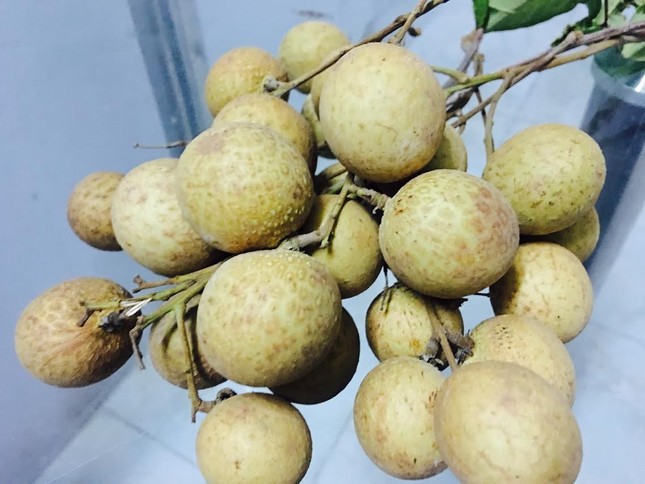 Sự thật loại nhãn khổng lồ, vỏ vàng bóng tràn khắp chợ ảnh 1