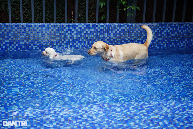 Lạ lùng dịch vụ gửi thú cưng đi... 'nhà trẻ' sang chảnh ở Hà Nội ảnh 6