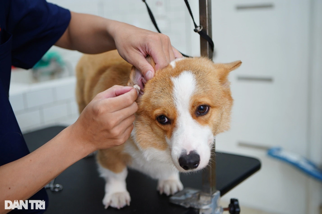 Lạ lùng dịch vụ gửi thú cưng đi... 'nhà trẻ' sang chảnh ở Hà Nội ảnh 8