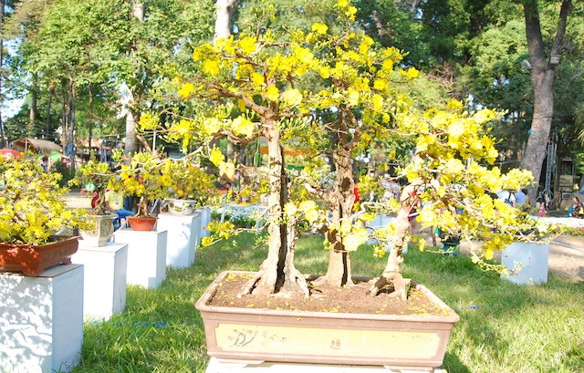 Ngắm những cây Mai thế độc đáo trong vườn hoa Tao Đàn ảnh 2