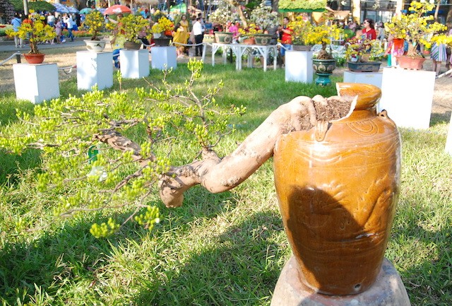 Ngắm những cây Mai thế độc đáo trong vườn hoa Tao Đàn ảnh 6