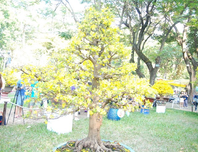 Ngắm những cây Mai thế độc đáo trong vườn hoa Tao Đàn ảnh 7