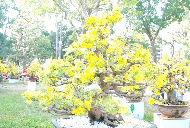 Ngắm những cây Mai thế độc đáo trong vườn hoa Tao Đàn ảnh 8