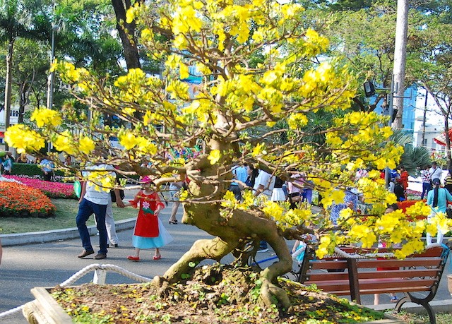 Ngắm những cây Mai thế độc đáo trong vườn hoa Tao Đàn ảnh 9