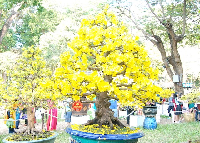 Ngắm những cây Mai thế độc đáo trong vườn hoa Tao Đàn ảnh 10