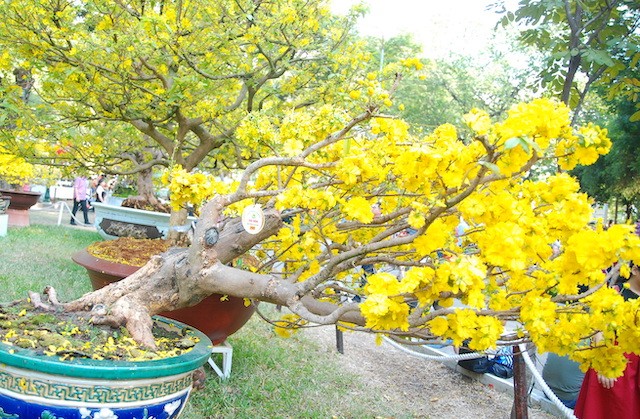 Ngắm những cây Mai thế độc đáo trong vườn hoa Tao Đàn ảnh 11