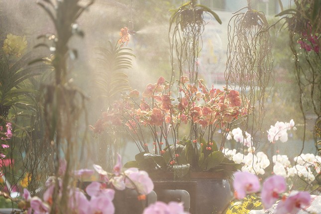 Đường Hoa Nguyễn Huệ với những công nghệ mới ảnh 4