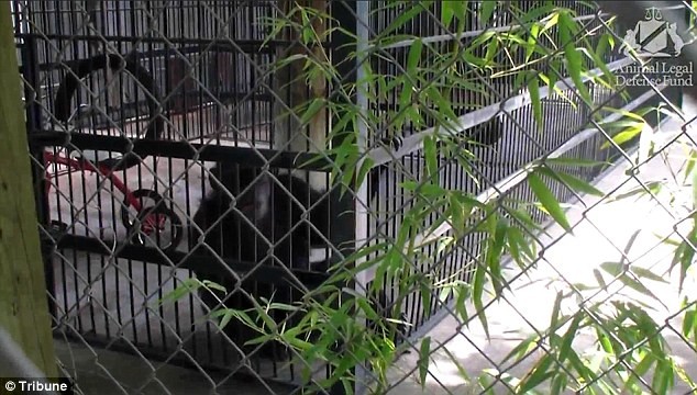 Khởi kiện sở thú ép đười ươi hút thuốc, uống Coca ảnh 1