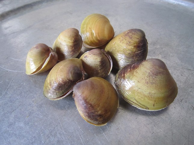 Rùng mình thấy sán trong canh hến ảnh 2