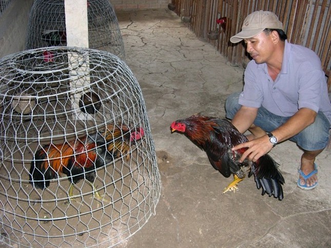 Nuôi gà đá, thu tiền tỷ ở miền Tây ảnh 1