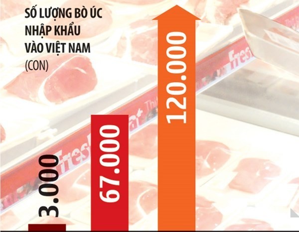 Vì sao bò Úc đang 'nuốt' bò Việt ? ảnh 1