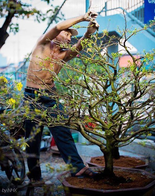 Nhộn nhịp dịch vụ cho thuê mai, đào chưng Tết ảnh 1