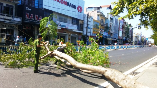 Phượng vĩ đổ ngang đường, hai người thoát chết trong gang tấc ảnh 3