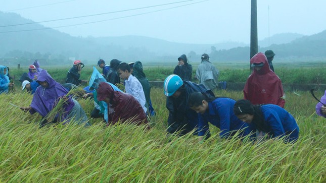 Đoàn Thanh niên giúp dân gặt lúa, chạy bão ảnh 1