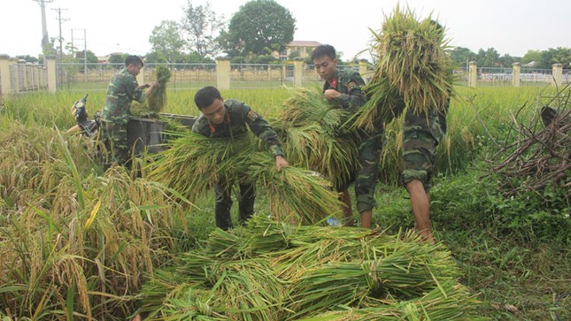 Đoàn Thanh niên giúp dân gặt lúa, chạy bão ảnh 2