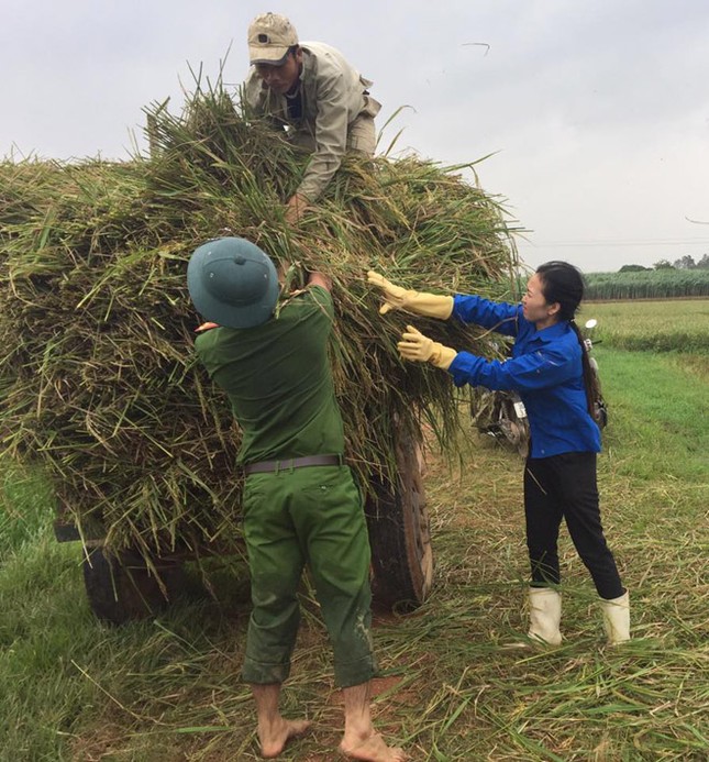Đoàn Thanh niên giúp dân gặt lúa, chạy bão ảnh 3