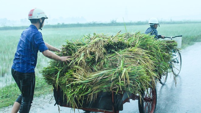 Đoàn Thanh niên giúp dân gặt lúa, chạy bão ảnh 4