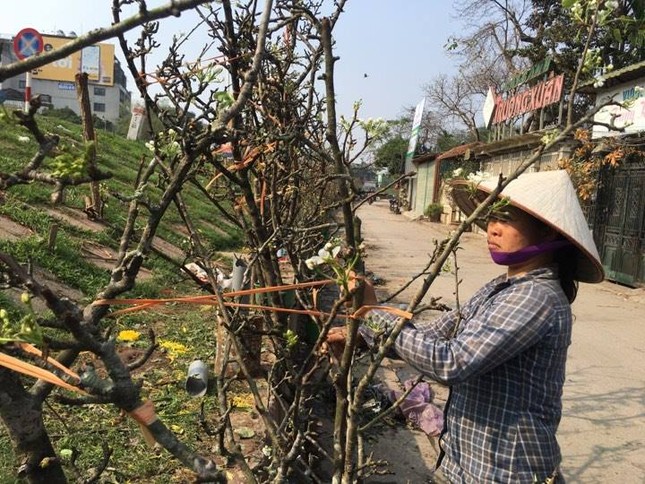 Người Hà Nội bỏ tiền triệu mua hoa lê chơi sau Tết ảnh 6