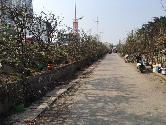 Người Hà Nội bỏ tiền triệu mua hoa lê chơi sau Tết ảnh 1
