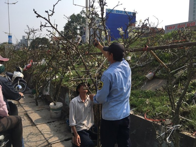 Người Hà Nội bỏ tiền triệu mua hoa lê chơi sau Tết ảnh 4