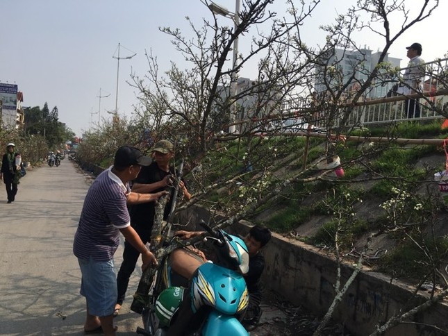 Người Hà Nội bỏ tiền triệu mua hoa lê chơi sau Tết ảnh 5
