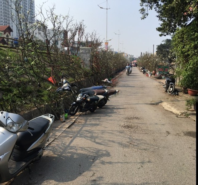 Người Hà Nội bỏ tiền triệu mua hoa lê chơi sau Tết ảnh 2