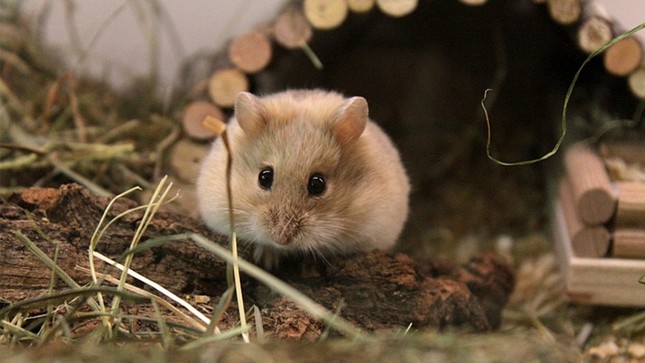 1001 thắc mắc: Chuột hamster xuất xứ từ đâu? ảnh 1