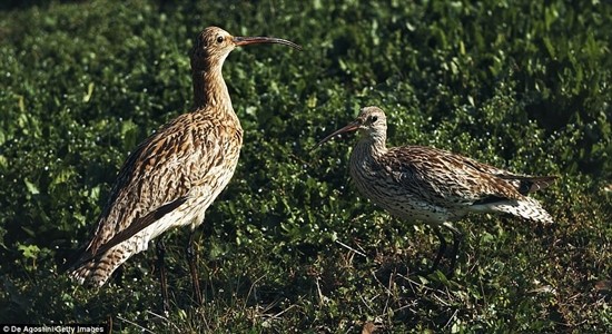 1001 thắc mắc: Những loài động vật nào có nguy cơ biến mất vĩnh viễn trên Trái Đất? ảnh 1