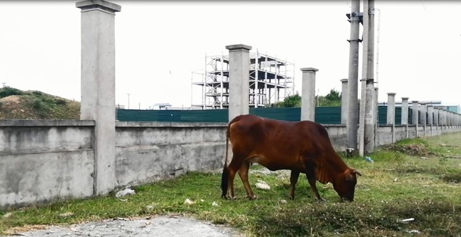 Khu công nghiệp bỏ hoang trở thành tụ điểm tiêm chích ảnh 4