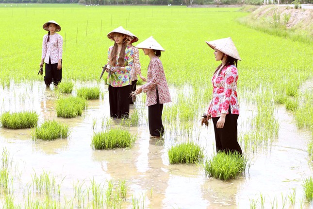 An 'Tây' làm gái quê, đội nón lá đi cấy lúa ảnh 7