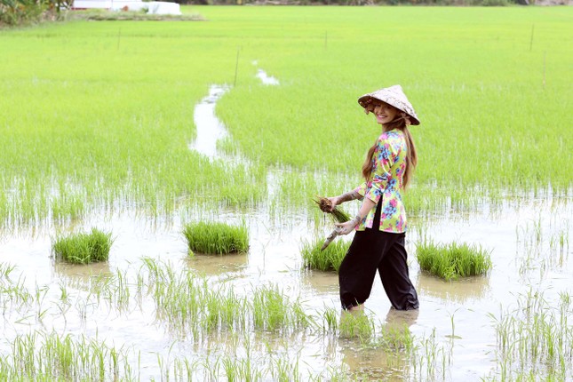 An 'Tây' làm gái quê, đội nón lá đi cấy lúa ảnh 1